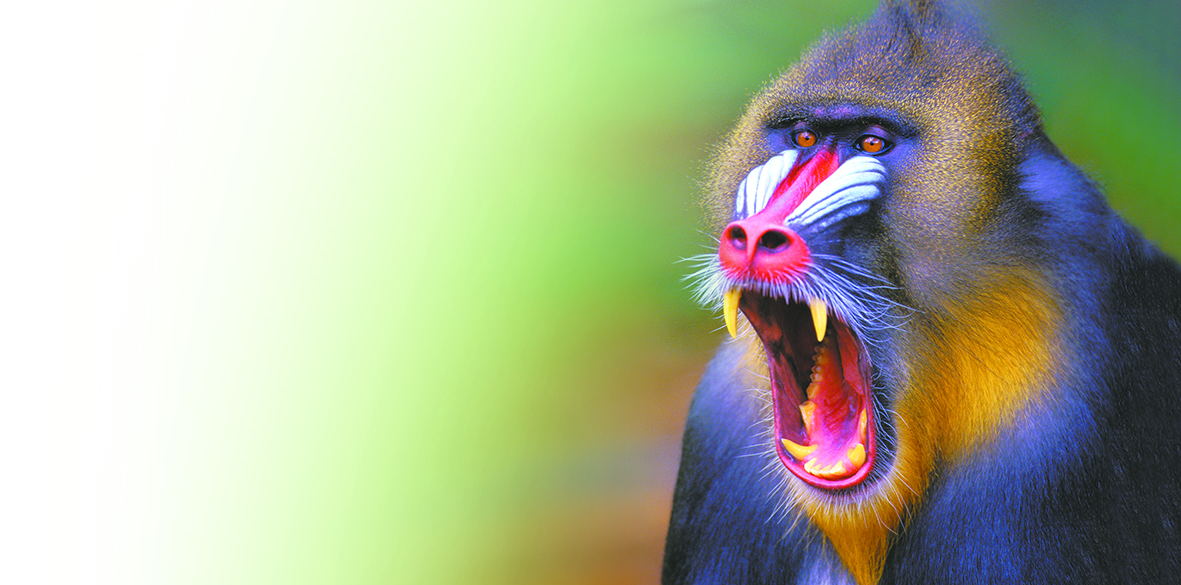 Mandrill