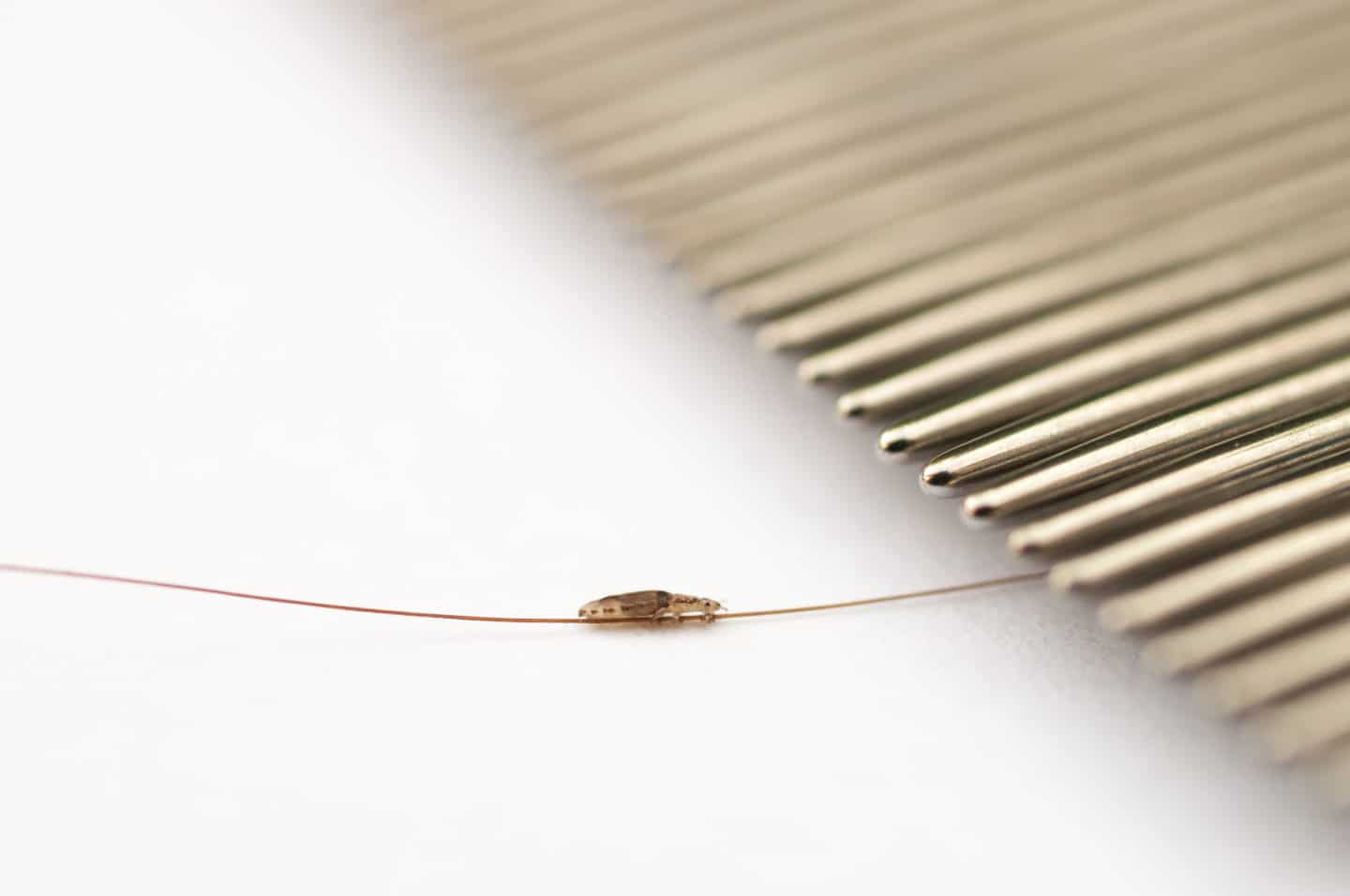 Head Lice IMC Medical Clinic